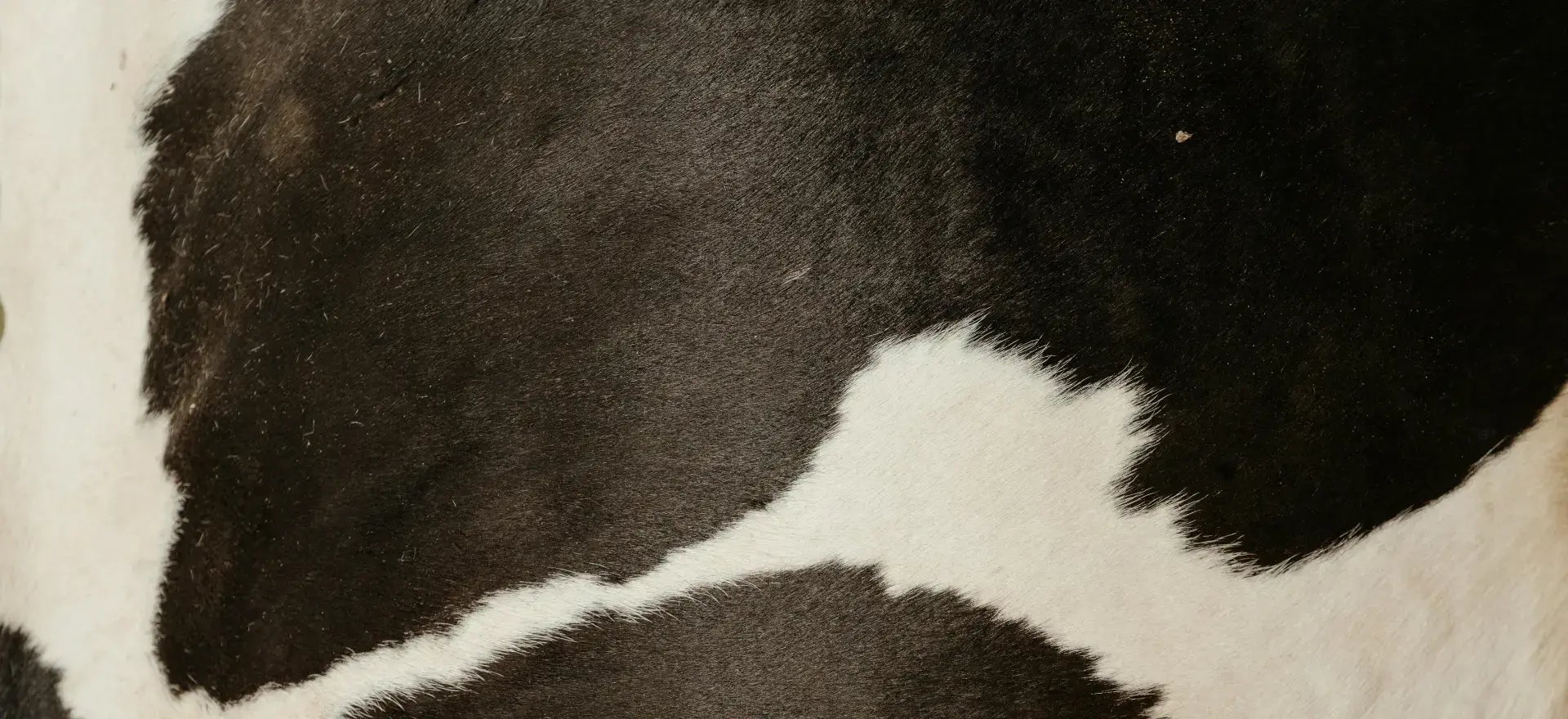 pexels-cottonbro-4909819