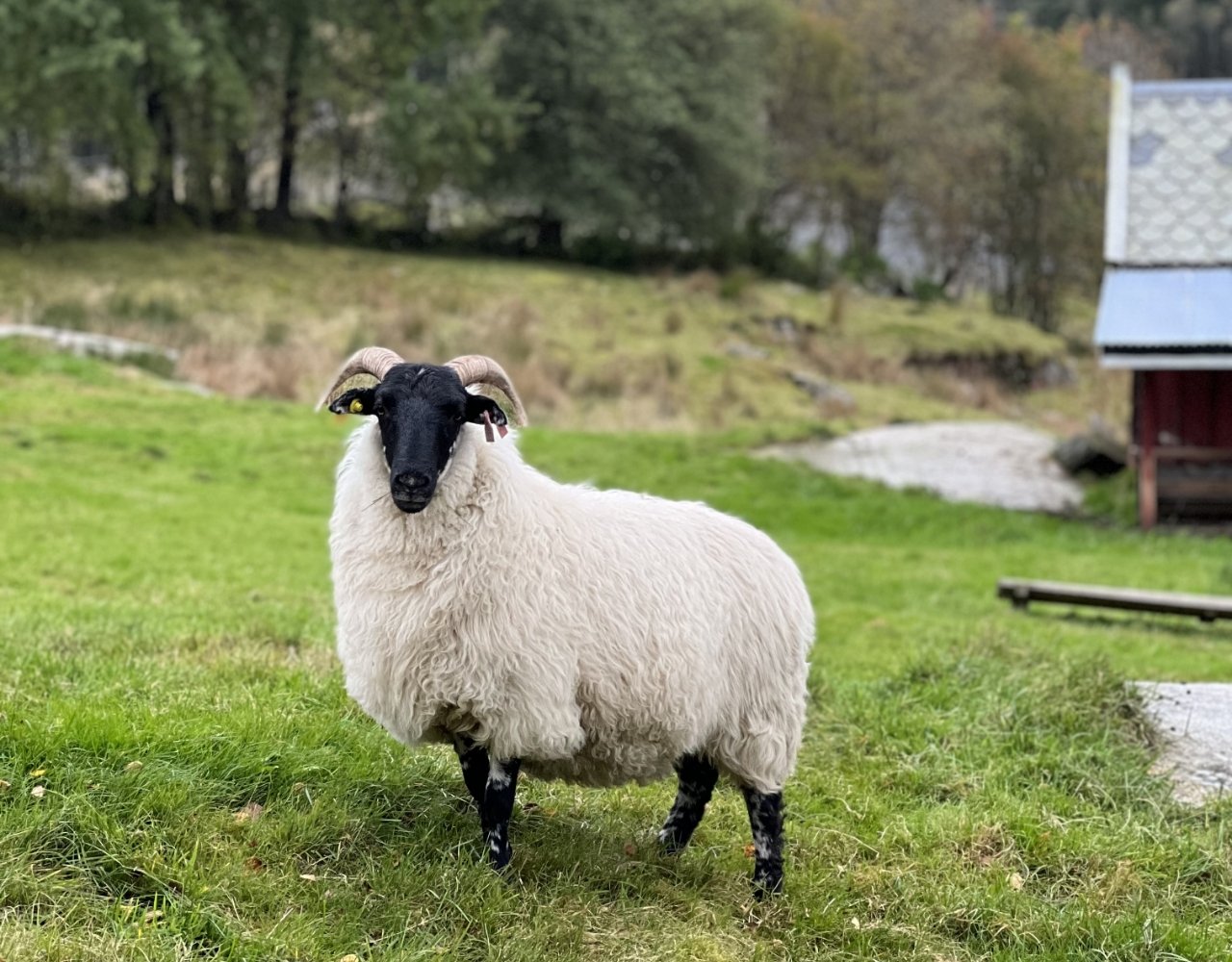 Sau med sort ansikt og horn